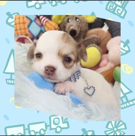 2 kleine Chihuahuas haben ihre Köfferchen gepackt