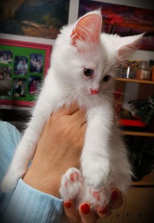 Einzigartiges Rassekätzchen