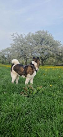 (Nanuk )American Akita  Rüde.. aus Rheinland- Pfalz