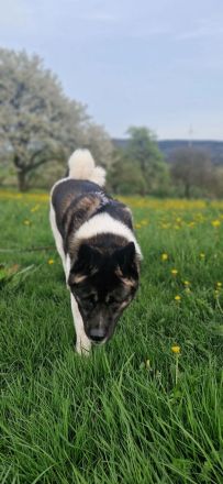 (Nanuk )American Akita  Rüde.. aus Rheinland- Pfalz