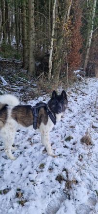 (Nanuk )American Akita  Rüde.. aus Rheinland- Pfalz