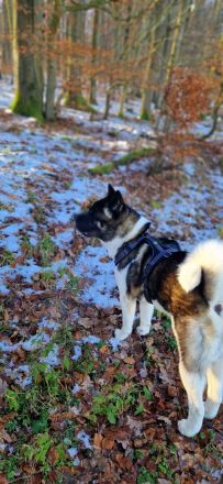 (Nanuk )American Akita  Rüde.. aus Rheinland- Pfalz