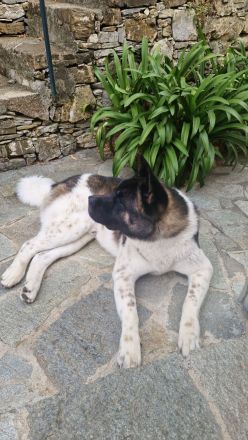 (Nanuk )American Akita  Rüde.. aus Rheinland- Pfalz