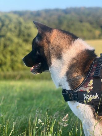 (Nanuk )American Akita  Rüde.. aus Rheinland- Pfalz