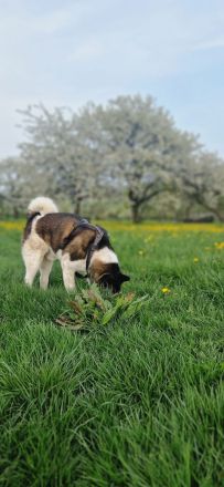 (Nanuk )American Akita  Rüde.. aus Rheinland- Pfalz