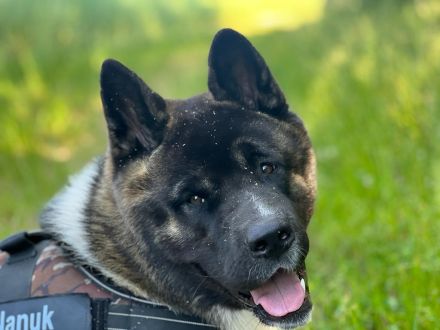 (Nanuk )American Akita  Rüde.. aus Rheinland- Pfalz