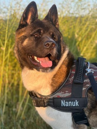 (Nanuk )American Akita  Rüde.. aus Rheinland- Pfalz
