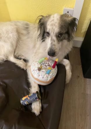 Herdenschutzhund spencer