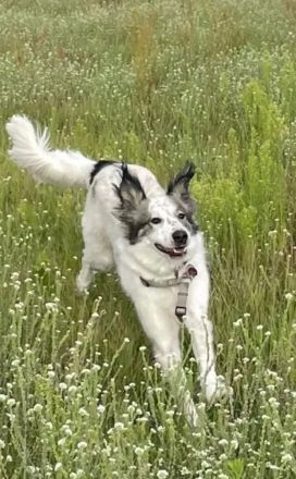 Herdenschutzhund spencer