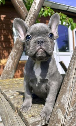Französische Bulldogge