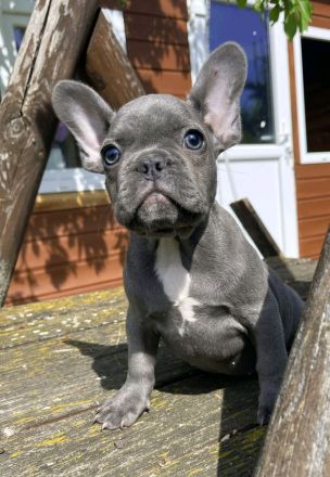 Französische Bulldogge