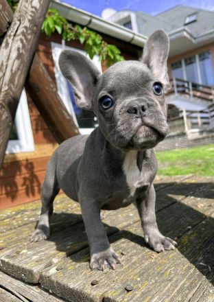 Französische Bulldogge