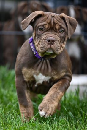 New Englisch Bulldogen