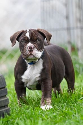 New Englisch Bulldogen