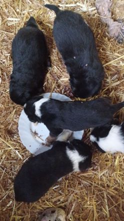 Mischlingswelpen zu verkaufen