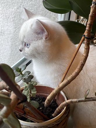 Deckkater bkh Blue point