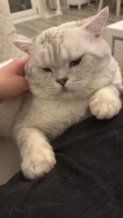 Deckkater bkh Blue point