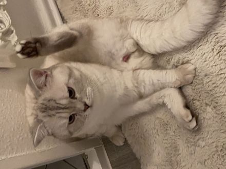 Deckkater bkh Blue point