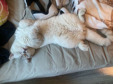 Deckkater bkh Blue point