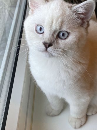 Deckkater bkh Blue point