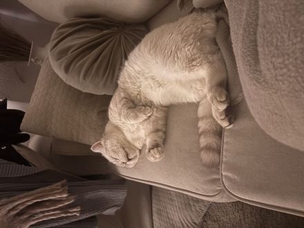 Deckkater bkh Blue point