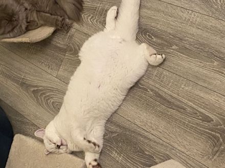 Deckkater bkh Blue point