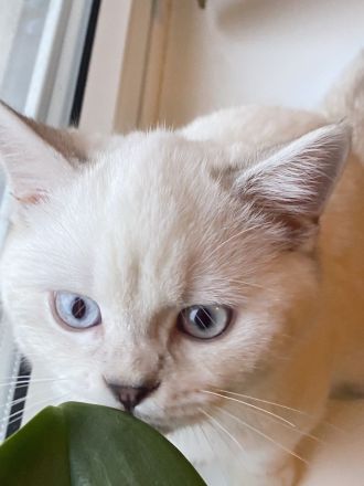 Deckkater bkh Blue point