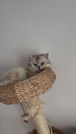 Deckkater bkh Blue point