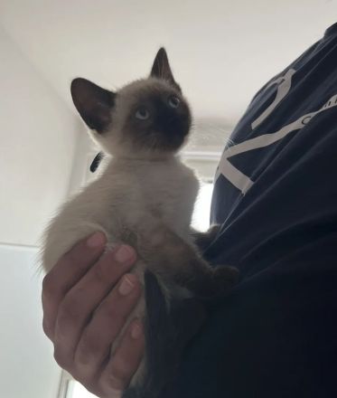 3 Reinrassige Siamkitten suchen eine Familie