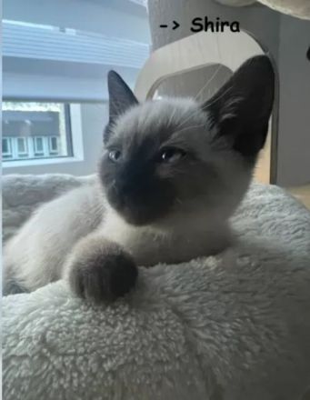 3 Reinrassige Siamkitten suchen eine Familie