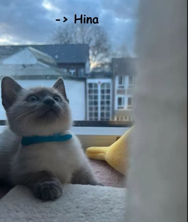 3 Reinrassige Siamkitten suchen eine Familie