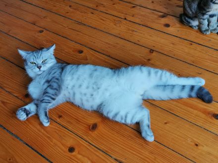 Reinrassiger  BKH Deckkater