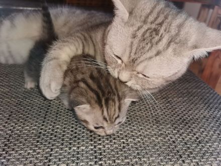 Reinrassiger  BKH Deckkater