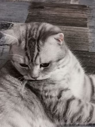 Reinrassiger  BKH Deckkater