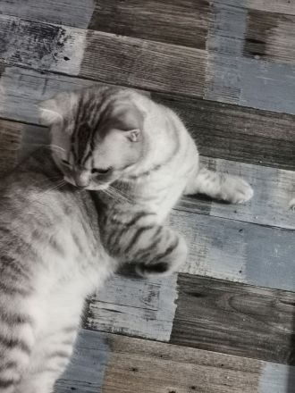 Reinrassiger  BKH Deckkater