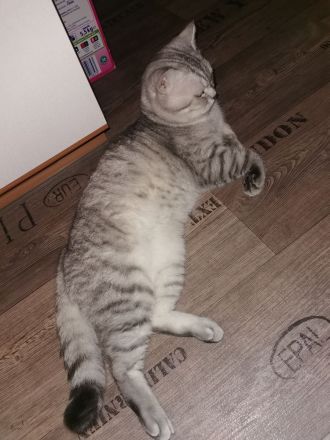 Reinrassiger  BKH Deckkater