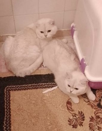 BKH/BLH süße Kitten suchen ein neues zu Hause