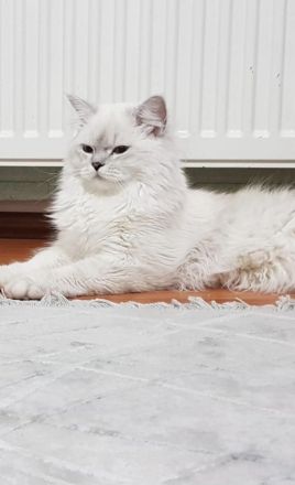 BKH/BLH süße Kitten suchen ein neues zu Hause