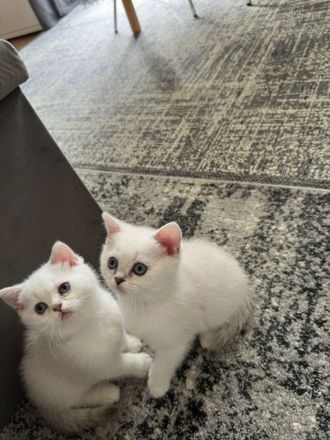 BKH/BLH süße Kitten suchen ein neues zu Hause