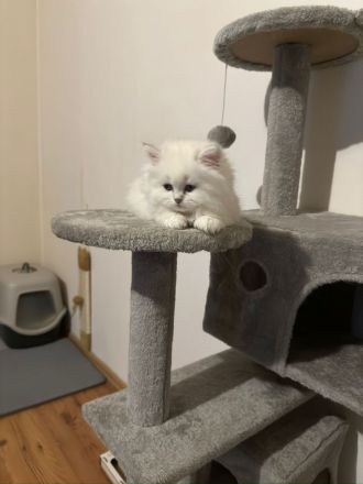 BKH/BLH süße Kitten suchen ein neues zu Hause