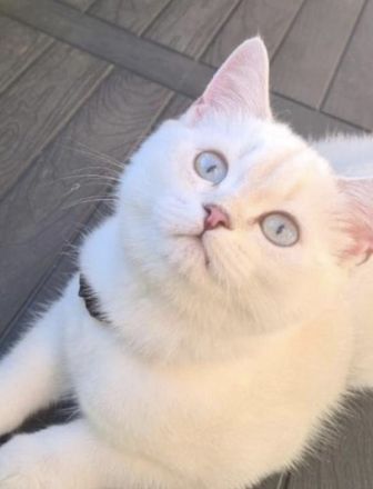 BKH/BLH süße Kitten suchen ein neues zu Hause