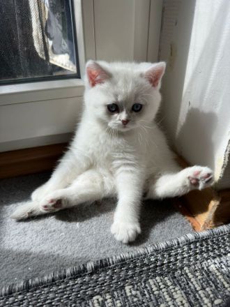 BKH/BLH süße Kitten suchen ein neues zu Hause