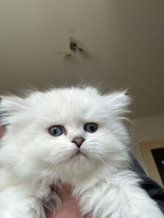 BKH/BLH süße Kitten suchen ein neues zu Hause