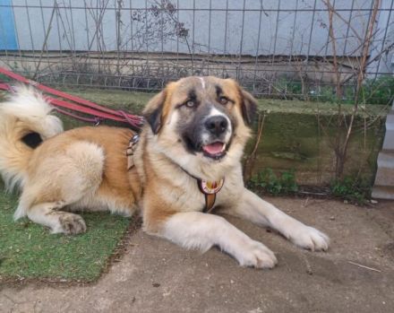 Wim möchte eine treuer Familienbegleiter werden