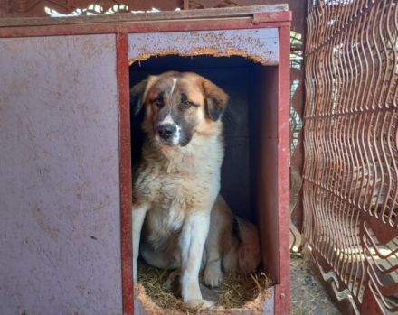 Wim möchte eine treuer Familienbegleiter werden
