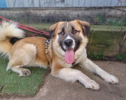 Wim möchte eine treuer Familienbegleiter werden