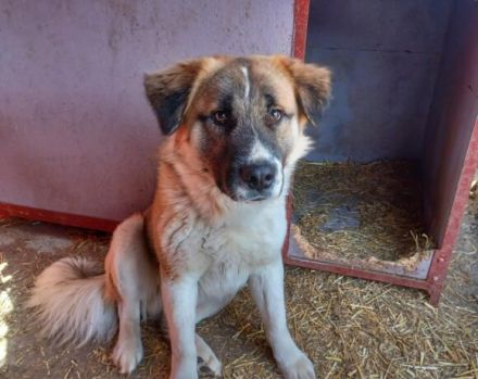 Wim möchte eine treuer Familienbegleiter werden