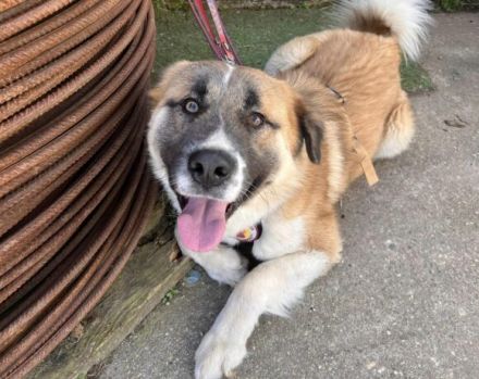 Wim möchte eine treuer Familienbegleiter werden