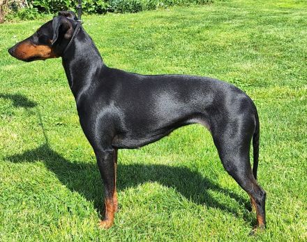 manchester-terrier-von-der-blattgoldstadt.de