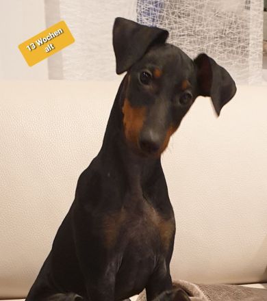 manchester-terrier-von-der-blattgoldstadt.de